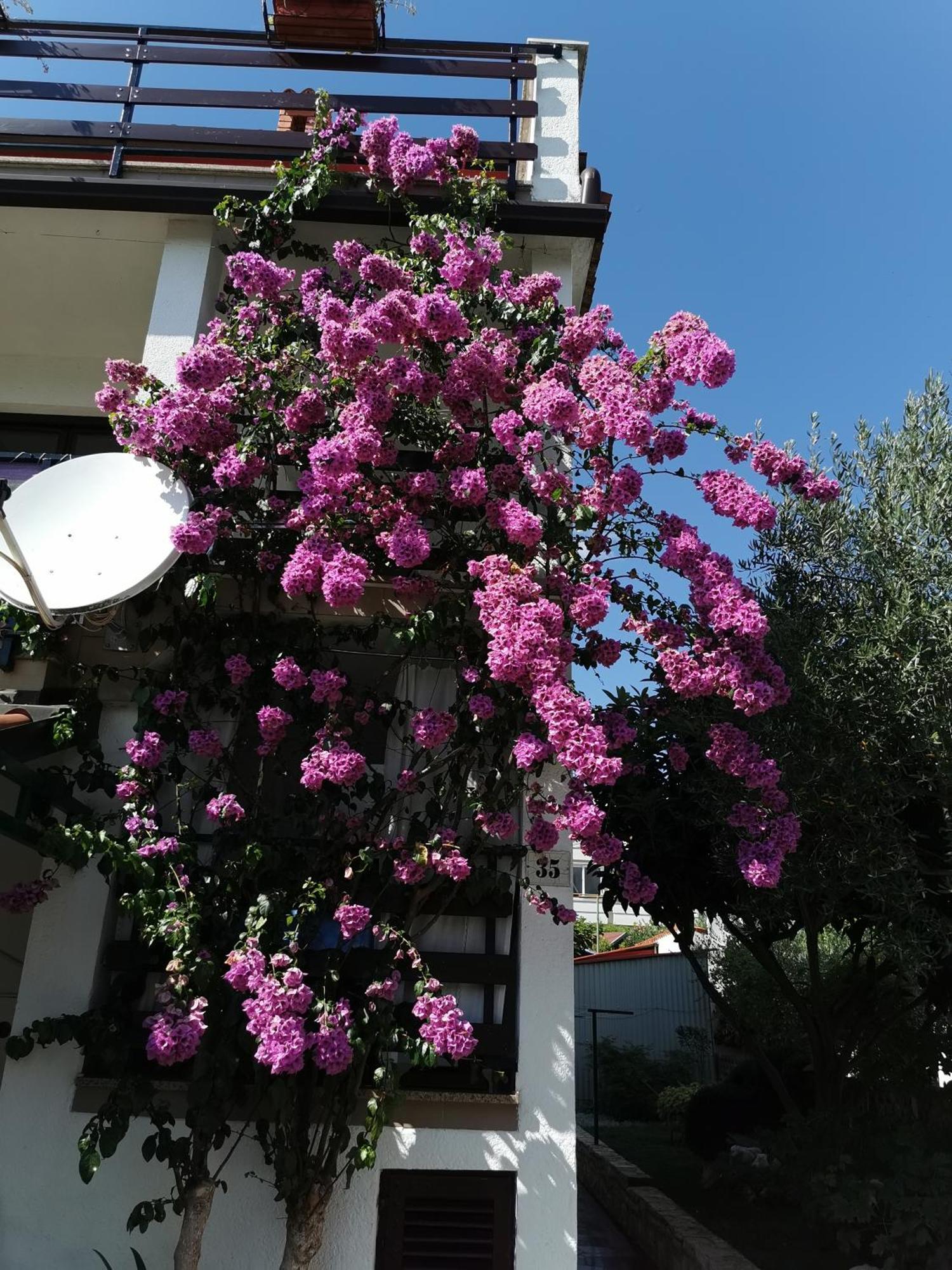 Apartments Anic Novigrad  Exterior photo